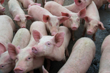 В Россельхознадзоре назвали главные ошибки свиноводческих хозяйств